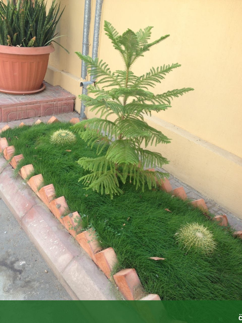 تزيين حدائق احواش بجدة تصاميم - شركة الجمال لتنسيق الحدائق بجدة