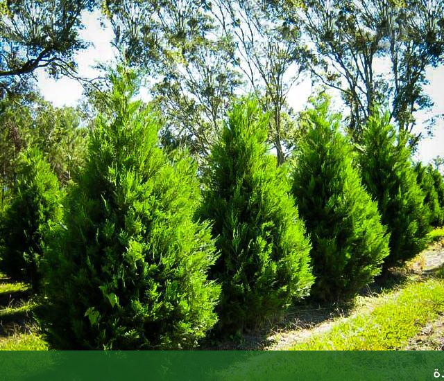 قص الاشجار وتشكيلها بجدة عامل - شركة الجمال لتنسيق الحدائق بجدة