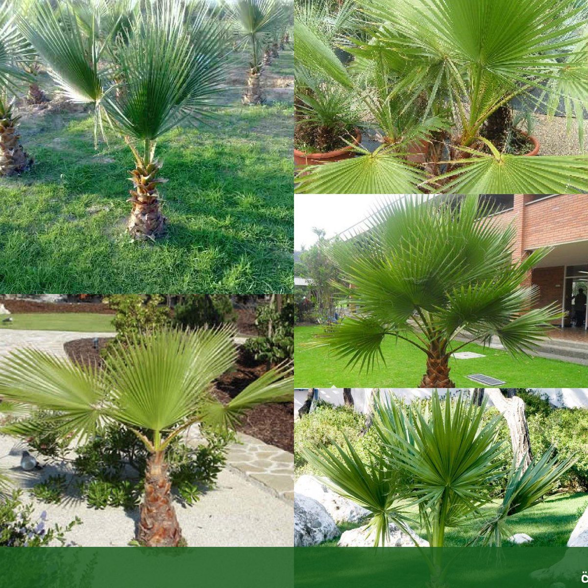 أسعارنجيل صناعى بجده محل تركيب - شركة الجمال لتنسيق الحدائق بجدة