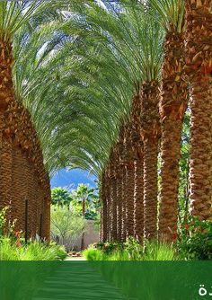 أسعارنجيل صناعى بجده محل تركيب - شركة الجمال لتنسيق الحدائق بجدة