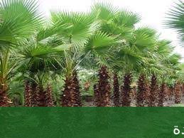 شلالات صناعية بجدة تصميم الشلالات - شركة الجمال لتنسيق الحدائق بجدة