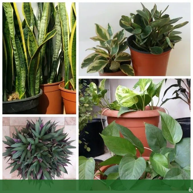 تنسيق حدائق في جدة تنفيذ - شركة الجمال لتنسيق الحدائق بجدة