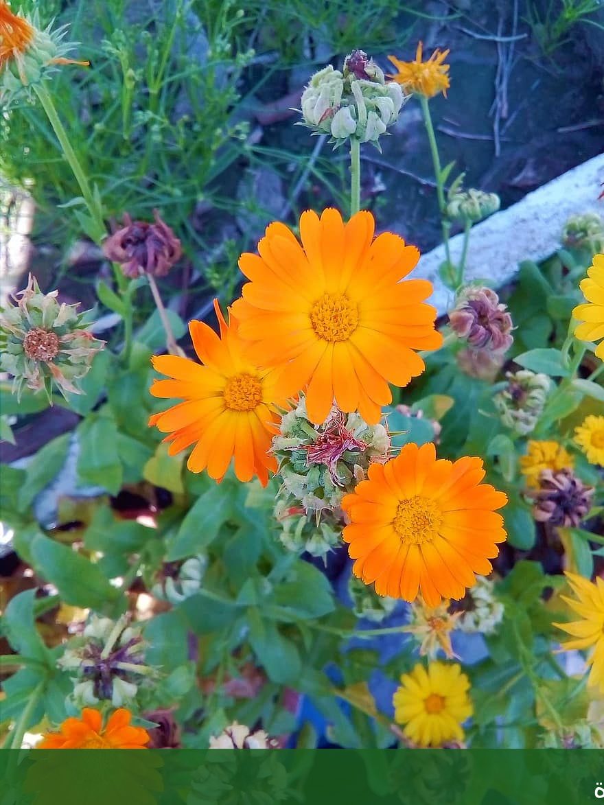 شركة تنسيق حدائق المنزل تنسيق - شركة الجمال لتنسيق الحدائق بجدة