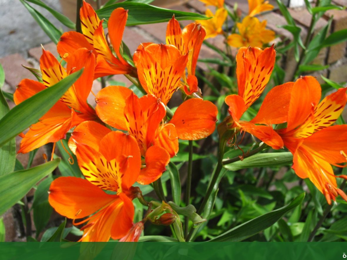 شركة تنسيق حدائق المنزل تنسيق - شركة الجمال لتنسيق الحدائق بجدة