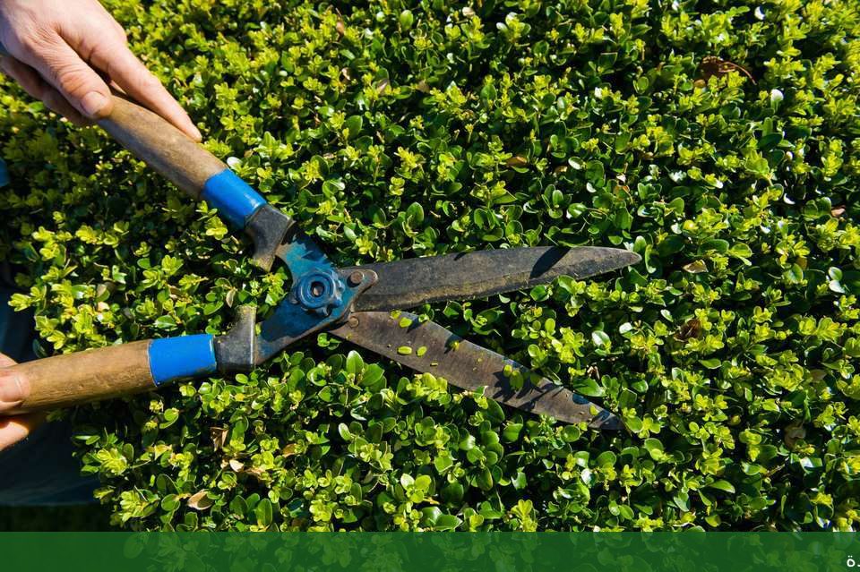 شركة تنسيق حدائق المنزل تنسيق - شركة الجمال لتنسيق الحدائق بجدة