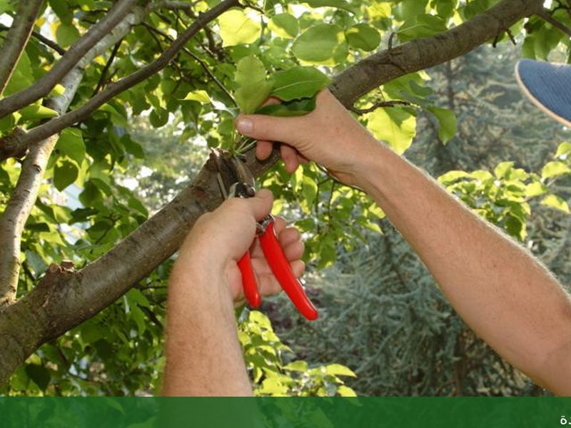 شركة تنسيق حدائق المنزل تنسيق - شركة الجمال لتنسيق الحدائق بجدة