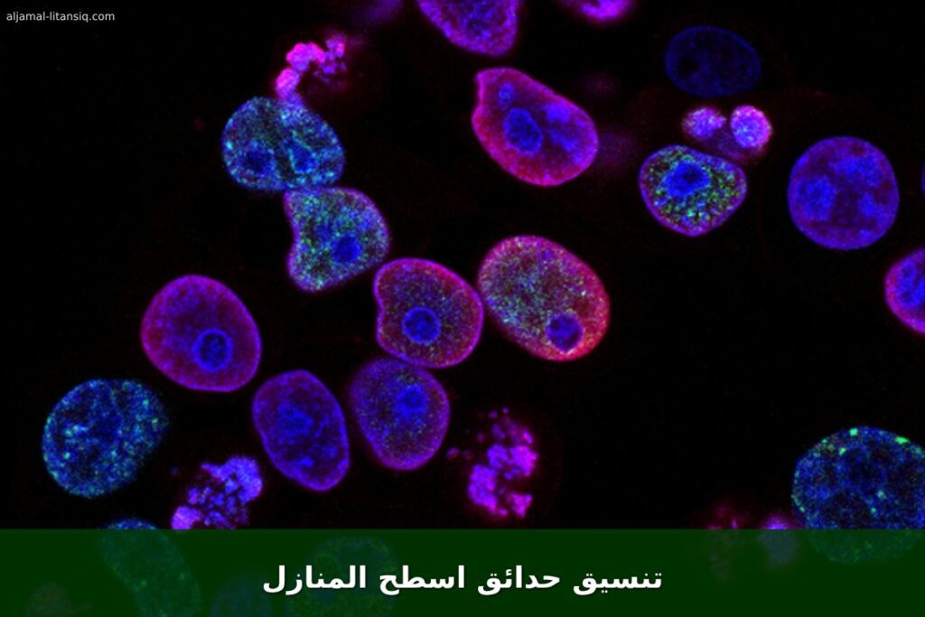 تنسيق حدائق اسطح المنازل