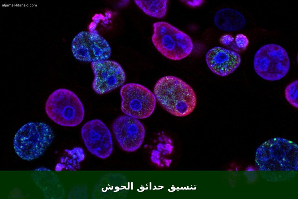 تنسيق حدائق الحوش